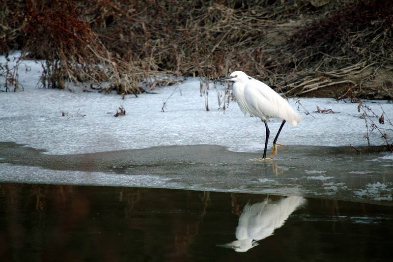 쇠백로 Egretta garzetta garzetta (Little Egret); DISPLAY FULL IMAGE.