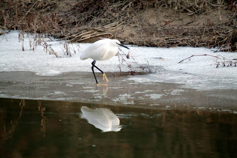 쇠백로 Egretta garzetta garzetta (Little Egret); DISPLAY FULL IMAGE.