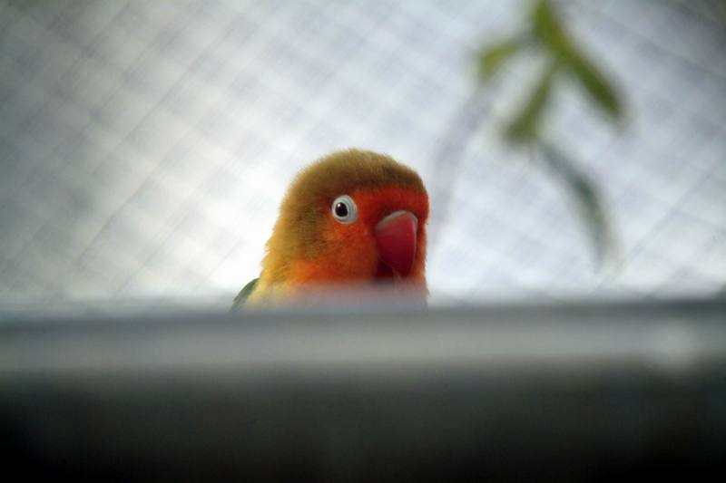 모란앵무 Agapornis fischeri (Fischer's Lovebird); DISPLAY FULL IMAGE.