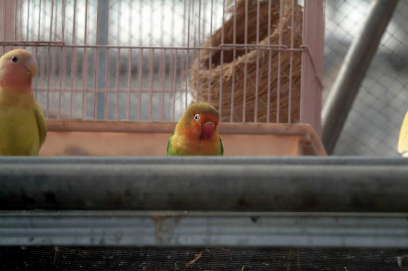 모란앵무 Agapornis fischeri (Fischer's Lovebird); DISPLAY FULL IMAGE.