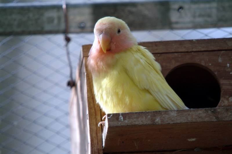 모란앵무(골든체리) Agapornis fischeri (Golden Cherry Fischer's Lovebird); DISPLAY FULL IMAGE.