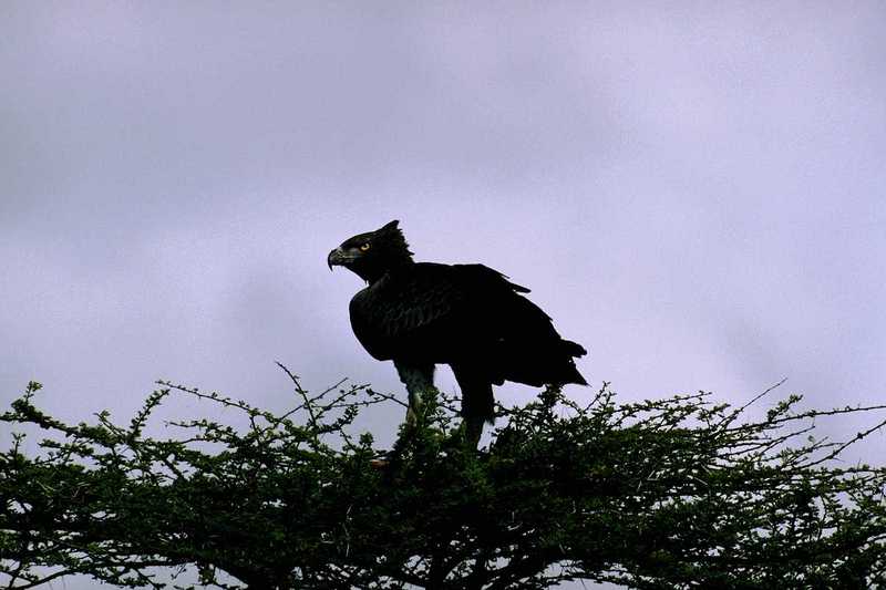 Martial Eagle(마샬독수리); DISPLAY FULL IMAGE.