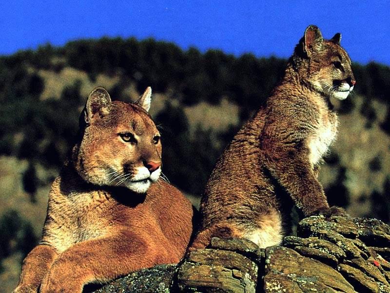 puma(퓨마); DISPLAY FULL IMAGE.