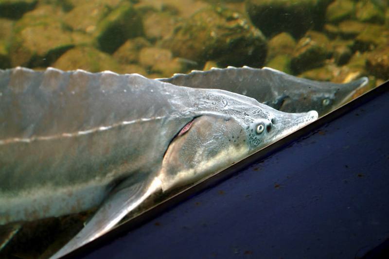 철갑상어 Acipenser sinensis (Chinese Sturgeon); DISPLAY FULL IMAGE.