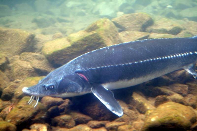 철갑상어 Acipenser sinensis (Chinese Sturgeon); DISPLAY FULL IMAGE.