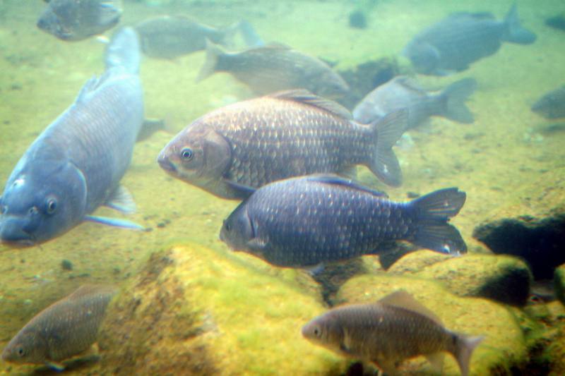 붕어 Carassius auratus (Crusian Carp); DISPLAY FULL IMAGE.