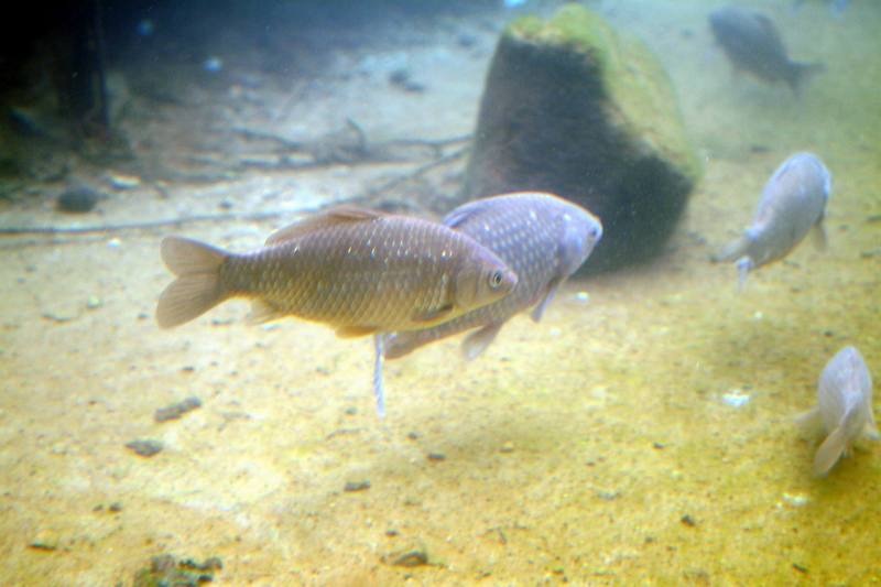 붕어 Carassius auratus (Crusian Carp); DISPLAY FULL IMAGE.