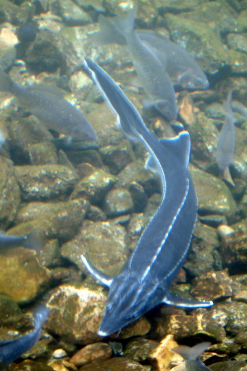 철갑상어 Acipenser sinensis (Chinese Sturgeon); DISPLAY FULL IMAGE.