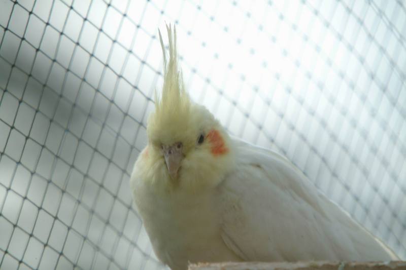 왕관앵무 Nymphicus hollandicus (Cockatiel); DISPLAY FULL IMAGE.