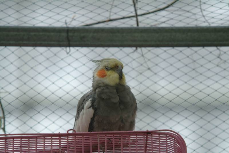 왕관앵무 Nymphicus hollandicus (Cockatiel); DISPLAY FULL IMAGE.