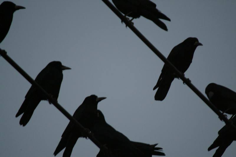 까마귀 Corvus corone (Carrion Crow); DISPLAY FULL IMAGE.