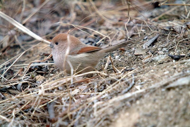 붉은머리오목눈이 Paradoxornis webbianus (Vinous-throated Parrotbill); DISPLAY FULL IMAGE.