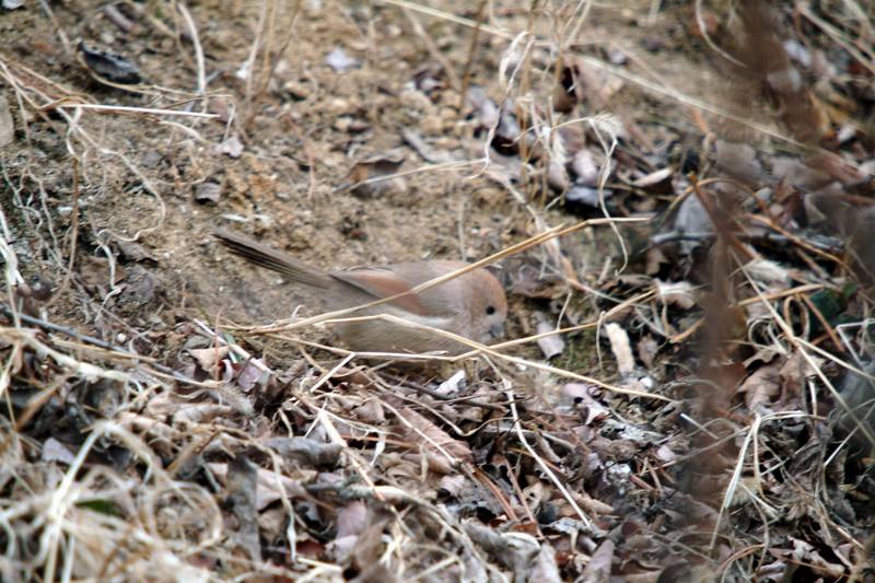 붉은머리오목눈이 Paradoxornis webbianus (Vinous-throated Parrotbill); DISPLAY FULL IMAGE.