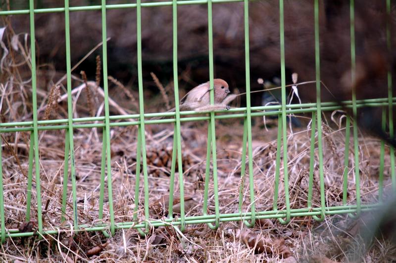 붉은머리오목눈이 Paradoxornis webbianus (Vinous-throated Parrotbill); DISPLAY FULL IMAGE.