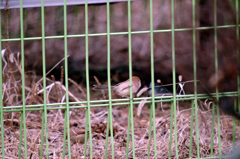 붉은머리오목눈이 Paradoxornis webbianus (Vinous-throated Parrotbill); DISPLAY FULL IMAGE.