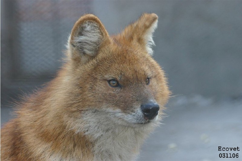 Dhole (Cuon alpinus)[승냥이(아시아들개)]; DISPLAY FULL IMAGE.