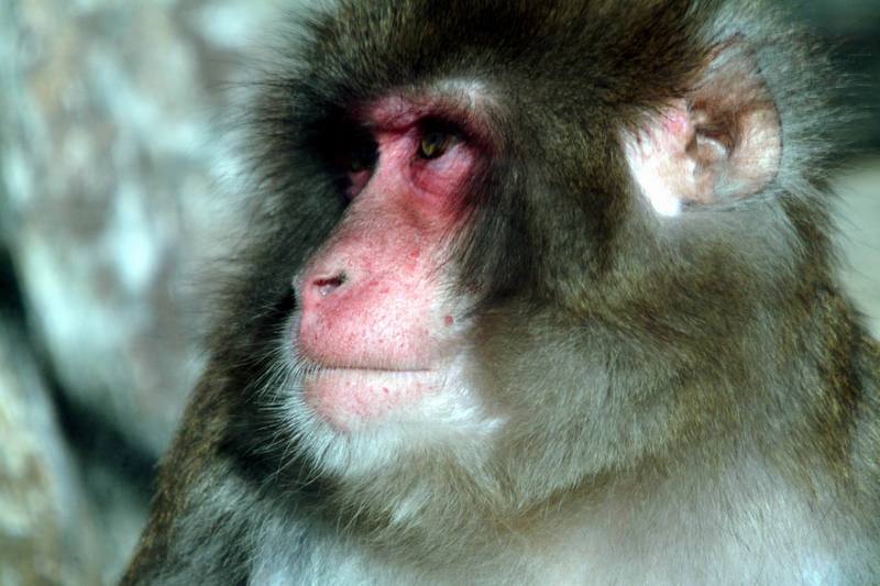 일본원숭이 日本???子 Macaca fuscata (Japanese Macaque); DISPLAY FULL IMAGE.