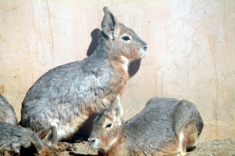 마라 Dolichotis patagonum (Patagonian Mara); DISPLAY FULL IMAGE.