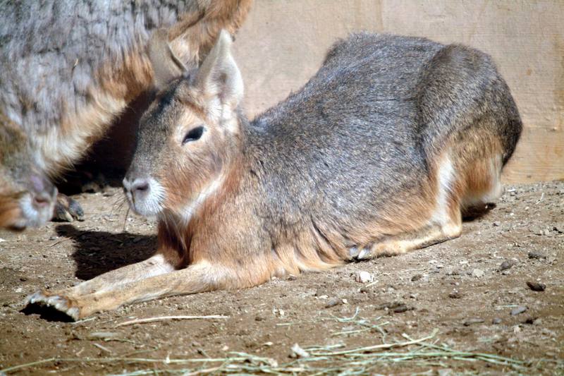 마라 Dolichotis patagonum (Patagonian Mara); DISPLAY FULL IMAGE.