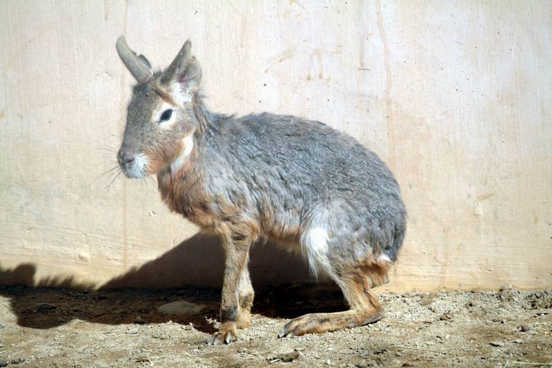 마라 Dolichotis patagonum (Patagonian Mara); DISPLAY FULL IMAGE.