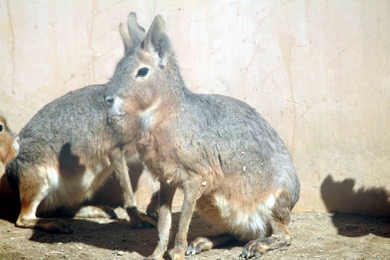 마라 Dolichotis patagonum (Patagonian Mara); DISPLAY FULL IMAGE.