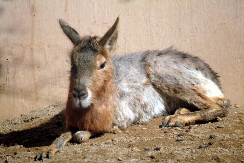 마라 Dolichotis patagonum (Patagonian Mara); DISPLAY FULL IMAGE.