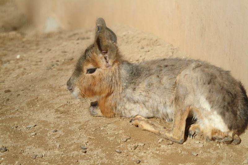 마라 Dolichotis patagonum (Patagonian Mara); DISPLAY FULL IMAGE.