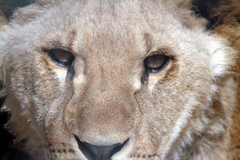 아프리카사자 Panthera leo (Young African Lion); DISPLAY FULL IMAGE.