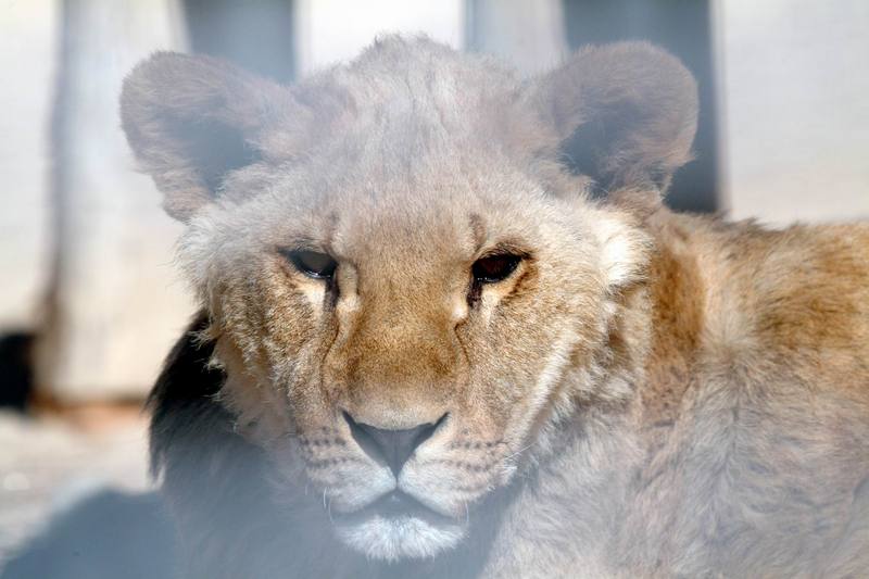 아프리카사자 Panthera leo (Young African Lion); DISPLAY FULL IMAGE.