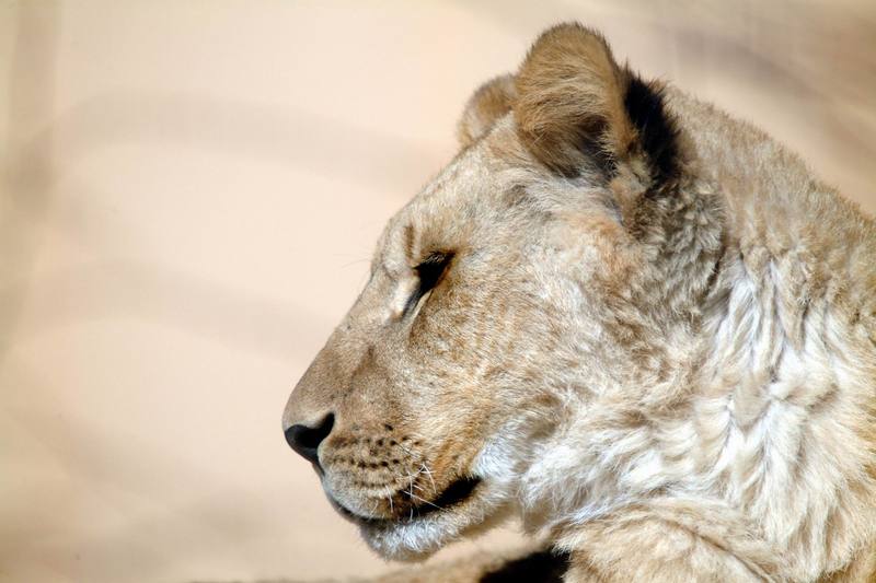 아프리카사자 Panthera leo (Young African Lion); DISPLAY FULL IMAGE.