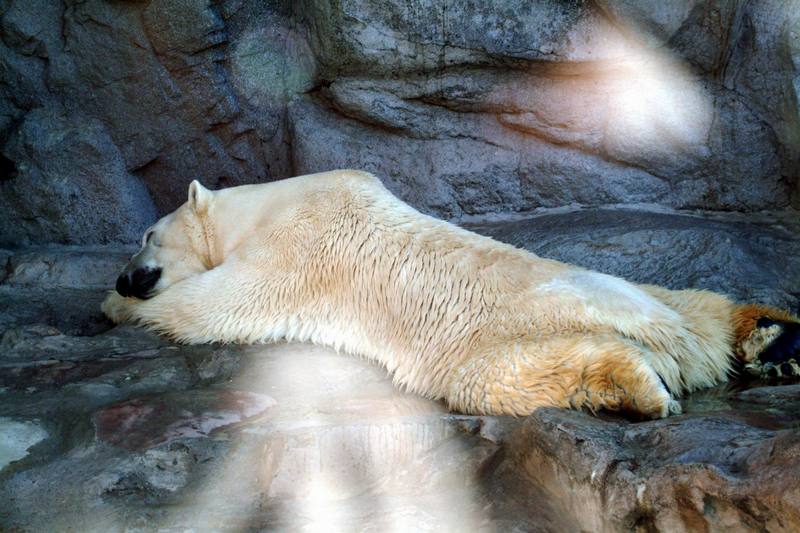 북극곰 Ursus maritimus (Polar Bear napping); DISPLAY FULL IMAGE.