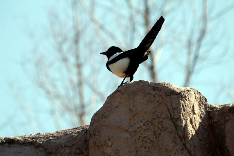 까치 Pica pica (Black-billed Magpie); DISPLAY FULL IMAGE.