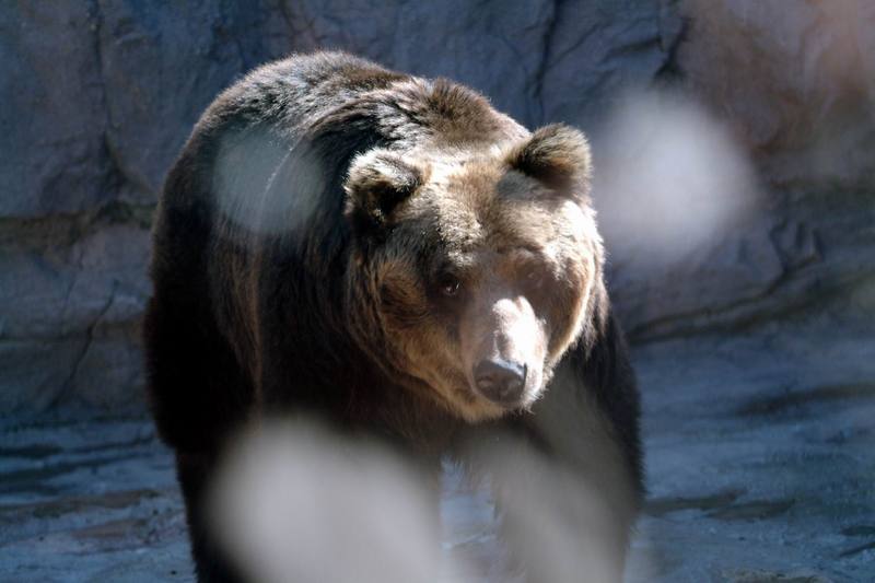 유럽불곰 Ursus arctos (European Brown Bear); DISPLAY FULL IMAGE.