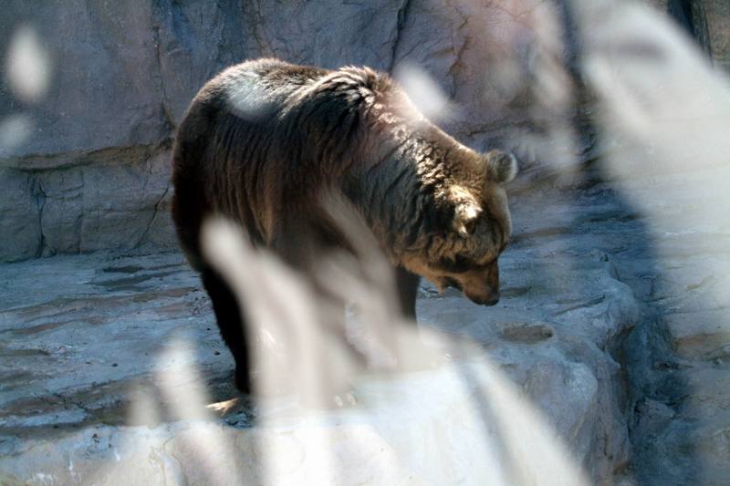 유럽불곰 Ursus arctos (European Brown Bear); DISPLAY FULL IMAGE.