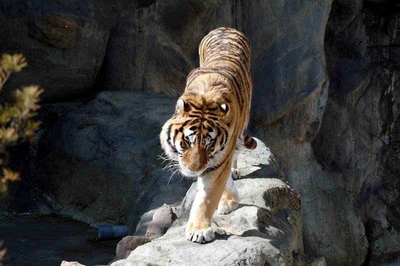 시베리아호랑이 Panthera tigris altaica (Siberian Tiger); DISPLAY FULL IMAGE.