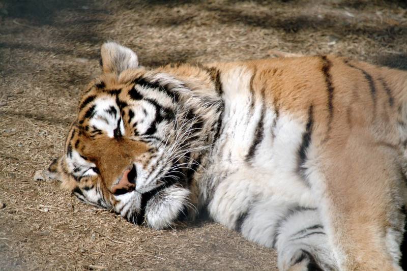 시베리아호랑이 Panthera tigris altaica (Siberian Tiger sleeping); DISPLAY FULL IMAGE.