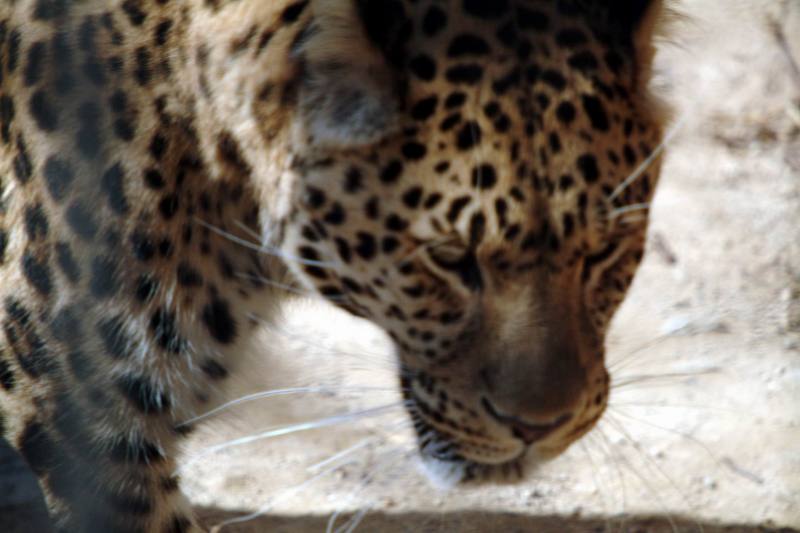 아무르표범 Panthera pardus orientalis (Amur Leopard); DISPLAY FULL IMAGE.