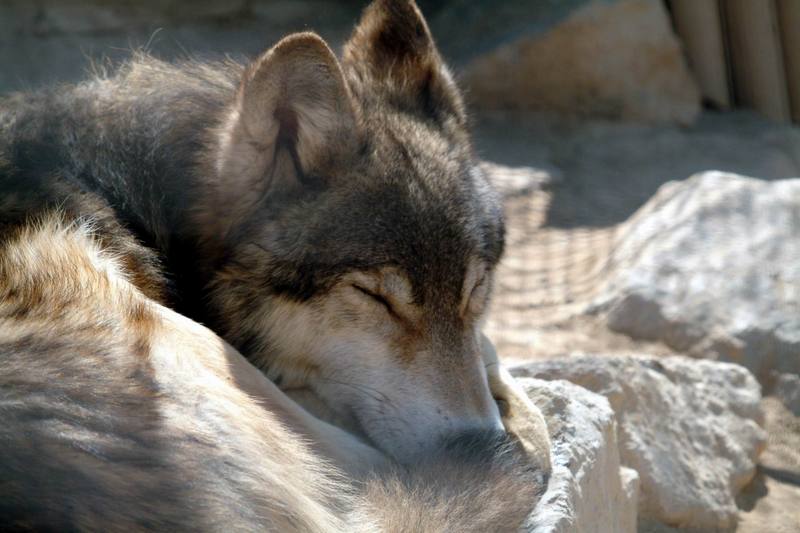 팀버늑대(북미동부회색늑대) Canis lupus lycaon (Timber Wolf); DISPLAY FULL IMAGE.