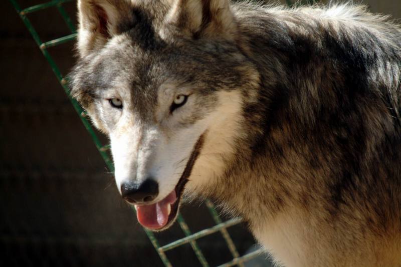 팀버늑대(북미동부회색늑대) Canis lupus lycaon (Timber Wolf); DISPLAY FULL IMAGE.