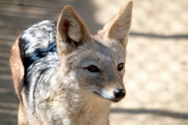 검은등재칼 Canis mesomelas (Black-backed Jackal); DISPLAY FULL IMAGE.