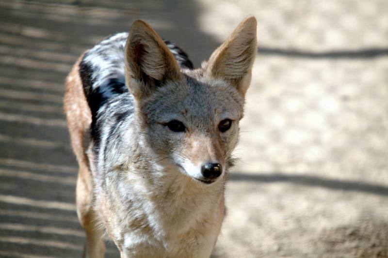 검은등재칼 Canis mesomelas (Black-backed Jackal); DISPLAY FULL IMAGE.