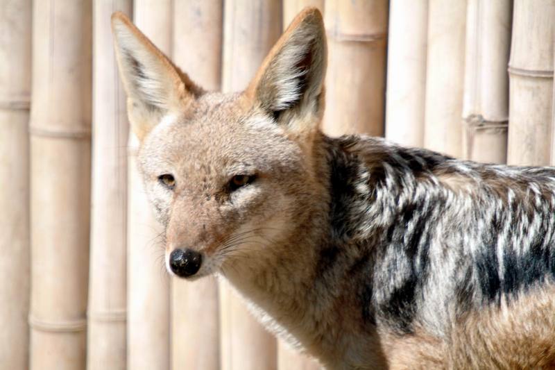 검은등재칼 Canis mesomelas (Black-backed Jackal); DISPLAY FULL IMAGE.