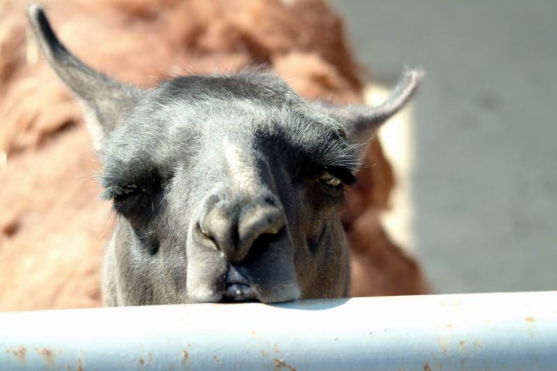 라마 Lama glama (Llama); DISPLAY FULL IMAGE.