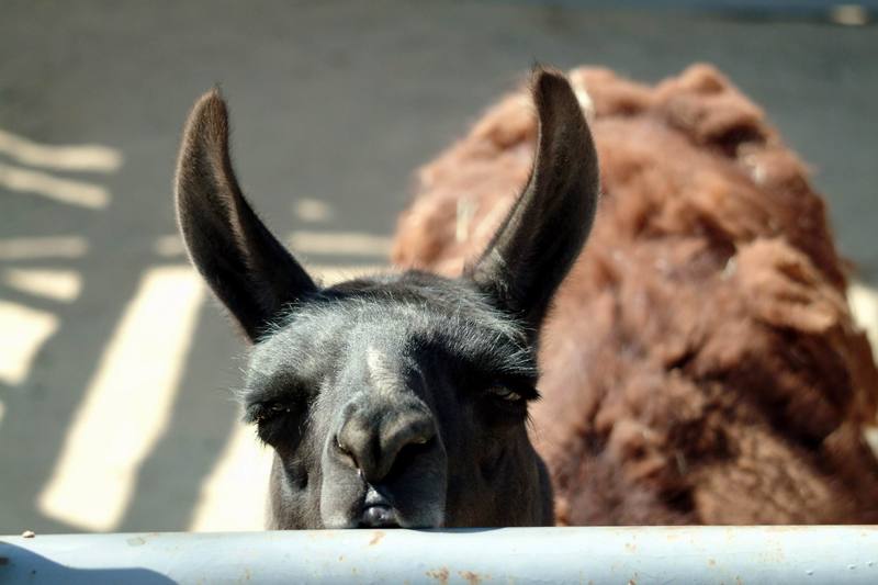 라마 Lama glama (Llama); DISPLAY FULL IMAGE.