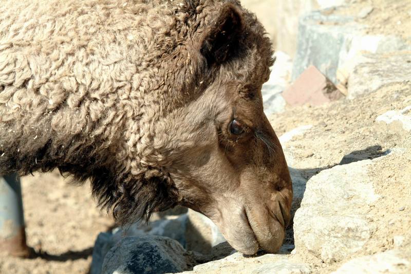 단봉낙타 Camelus dromedarius (Dromedary Camel); DISPLAY FULL IMAGE.