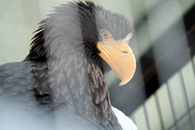 흰죽지참수리 Haliaeetus pelagicus pelagicus (Steller's Sea Eagle); DISPLAY FULL IMAGE.