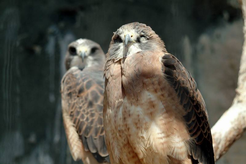 황무지말똥가리 Buteo swainsoni (Swainson's Hawk); DISPLAY FULL IMAGE.