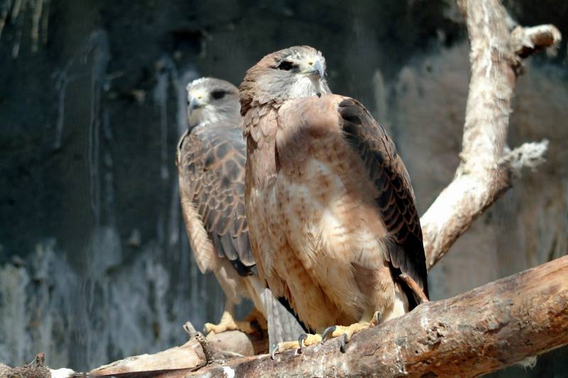 황무지말똥가리 Buteo swainsoni (Swainson's Hawk); DISPLAY FULL IMAGE.