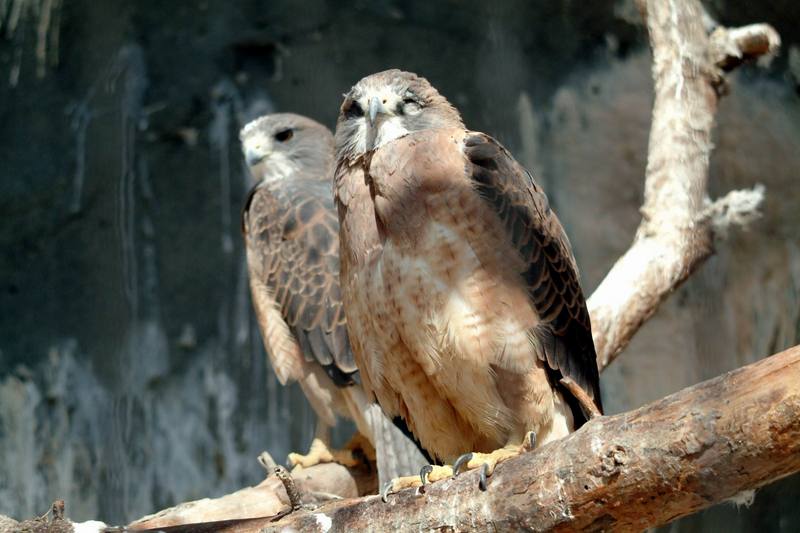 황무지말똥가리 Buteo swainsoni (Swainson's Hawk); DISPLAY FULL IMAGE.