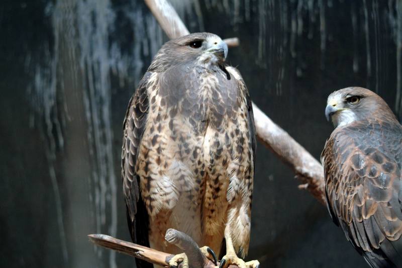 황무지말똥가리 Buteo swainsoni (Swainson's Hawk); DISPLAY FULL IMAGE.